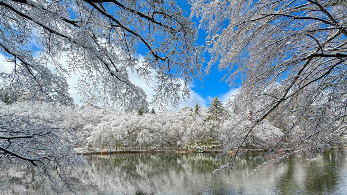🎄冬の軽井沢、珍しい自然現象「雨氷」に魅了される🎄