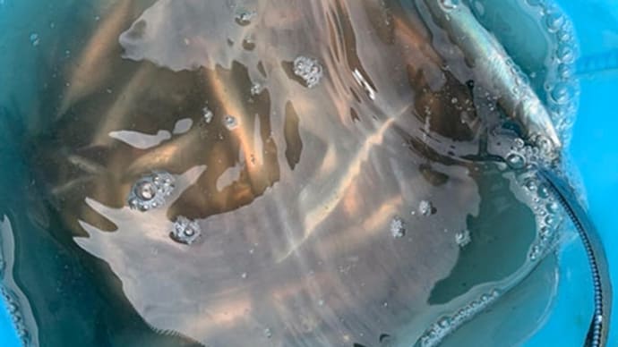 海釣り公園でアジとイワシが大漁とのこと。
