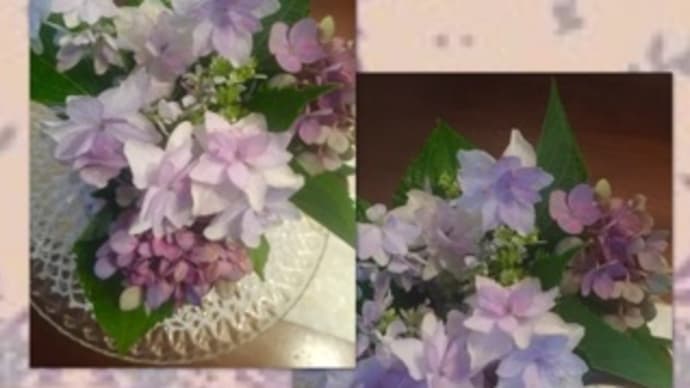 紫陽花♪