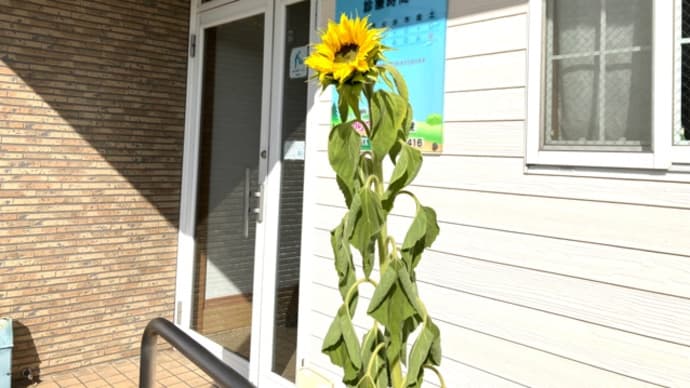 ヒマワリが年越して咲きました　　筑紫野市原田　のりこキッズマム歯科医院