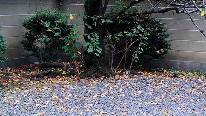 11日、千本釈迦堂、慧光寺、浄福寺、立本寺、成願寺、平野神社への散歩で真夏日?だより
