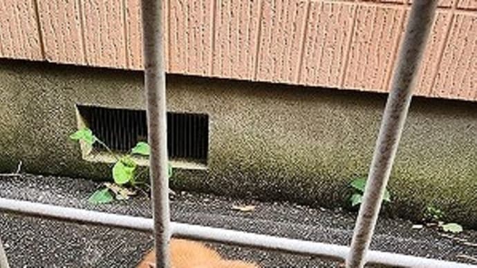 【追記有！】気付いたら11月も半ば過ぎてる！＆ルナちゃんの訃報