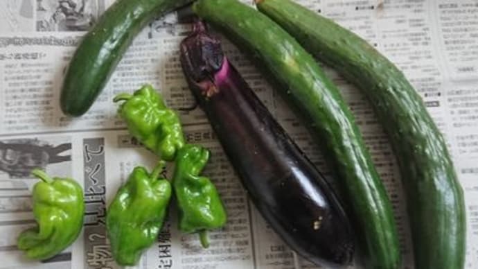 夏野菜の収穫 ブルーベリー収穫