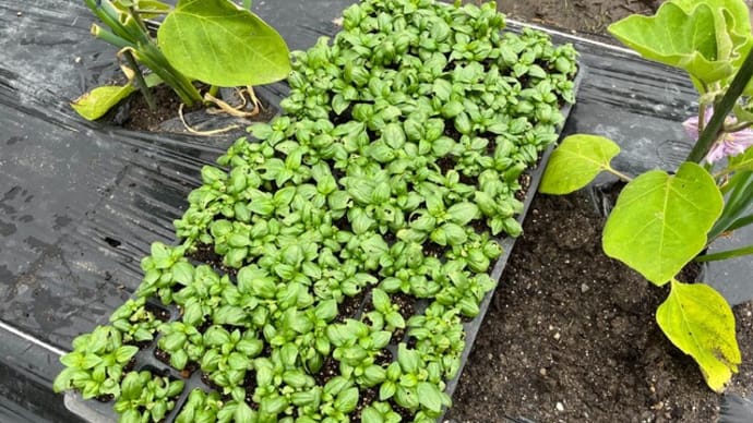 バジルの植え付け