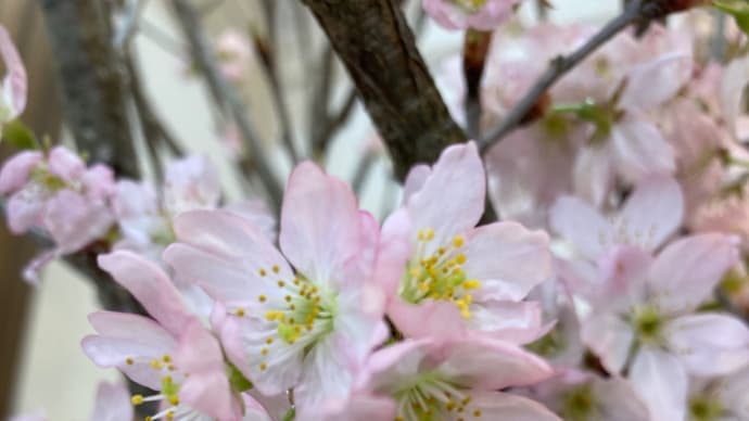 桜の花の淡いピンクに癒される