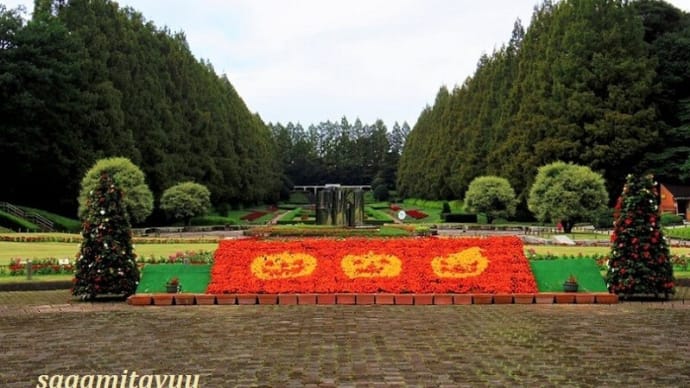 「県立相模原公園」の「メタセコイア」が紅葉への序章!!