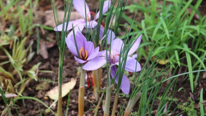 草花にも断捨離が必要