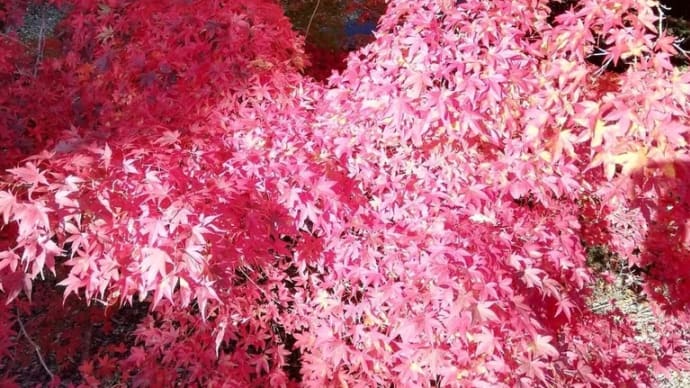 Fall Foliage