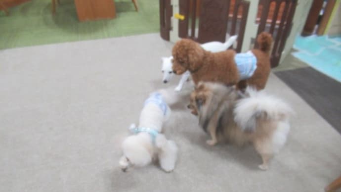 2023/04/29 犬の幼稚園BuddyDog
