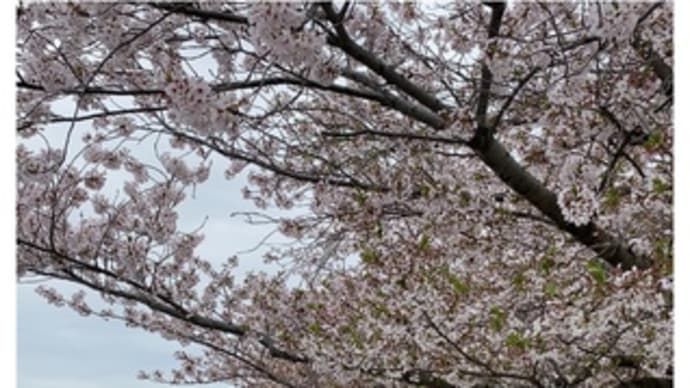 葉桜の久米田池・散歩路~2021.04.06