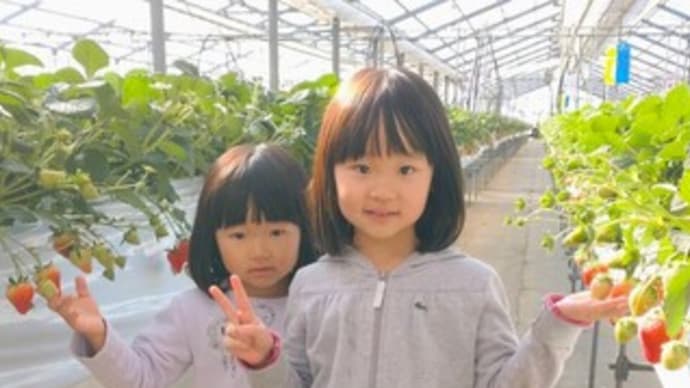 可愛い姉妹がイチゴ摘み & 大根抜き