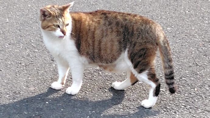父母の会OGランチ