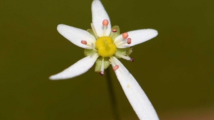 鉢植えの大文字草（１０） 名称不明の白花