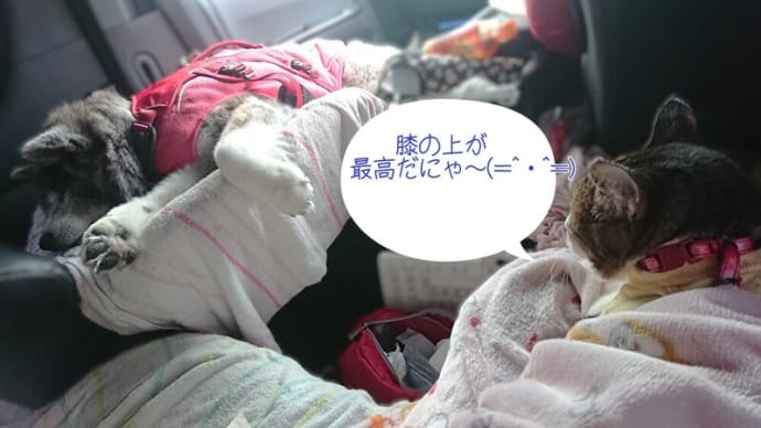 1月２日　山形県湯の澤温泉地蔵の湯～♨①