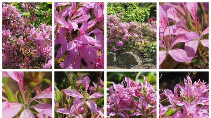 「黐躑躅花車の花が咲きました」 MY GARDEN 2024.05.23日撮影