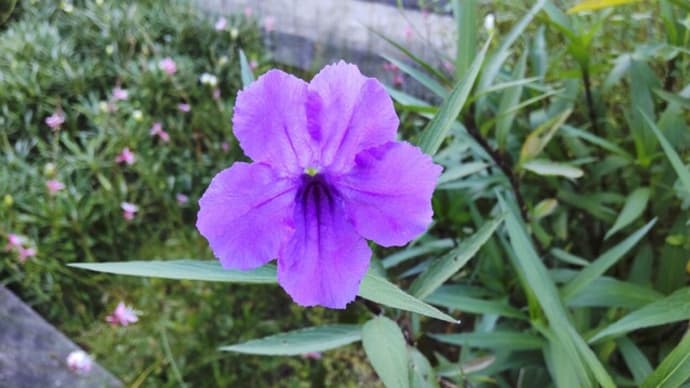 ムラサキルエリア:紫色の花が咲き