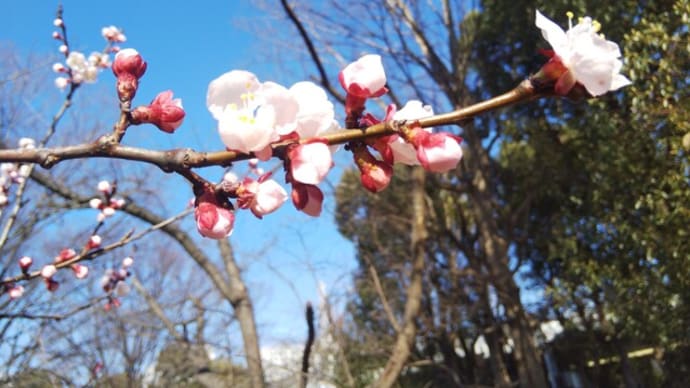 杏咲く　梅　桃　巡り満ち足りて　河津桜の名残りまで