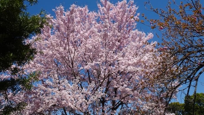 「千鳥ヶ淵の桜」