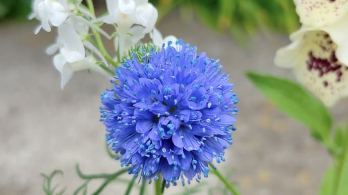 雨上がりの朝 花も虫達もい〜っぱい🌼