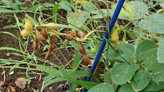 雑草の片付けできたあ。