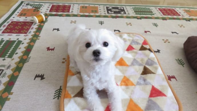愛犬と一緒に寝るのはメリットもデメリットもあります