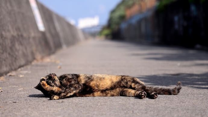 沖縄県の猫たち 2025年1月 その34