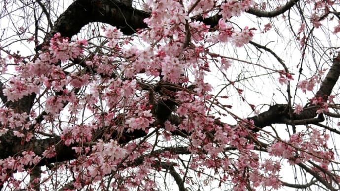 テニスコートの桜が 咲き初めました!