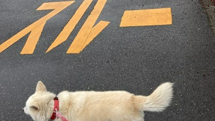犬と猫の暮らしは久しぶり付下げ仕立てをしています~