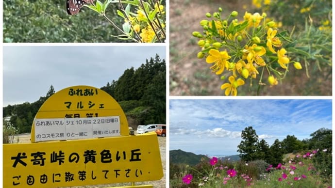 黄色い丘でアサギマダラに出会った🦋