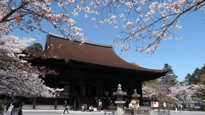 三井寺 金堂.....桜満開