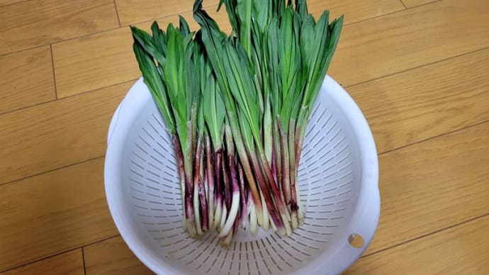 ギョウジャニンニク・・・