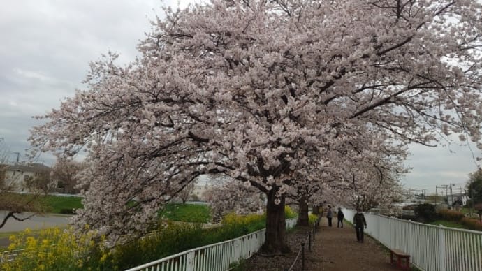 みどりの桜と黄色の桜