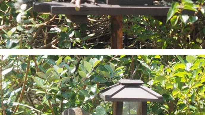 庭の野鳥用給餌台を占拠する台湾リス。