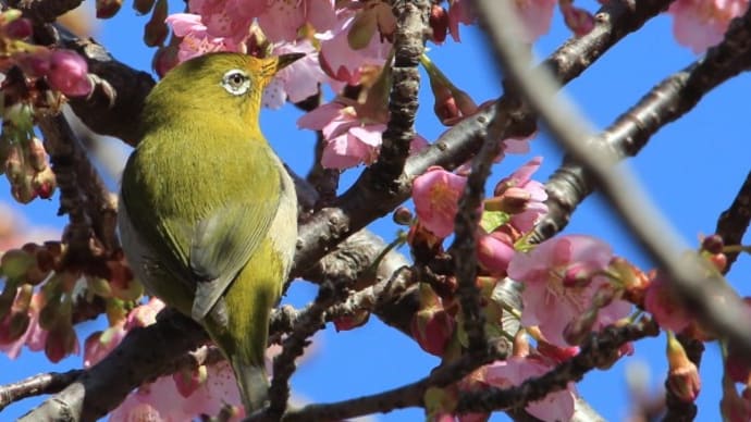 伊勢崎市民の森の河津桜2024(その3)