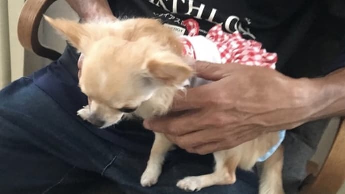「こと、オジャマしたでち(*´з`)」