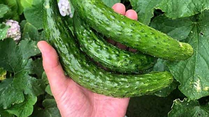 今朝もキュウリ収穫！　早速、棒棒鶏だ！