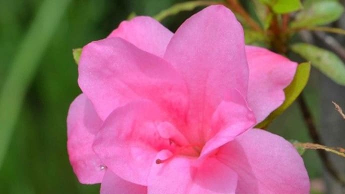 鉢植えのサツキ(3) 二重咲き
