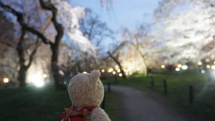 2年ぶりの開催!「京都府立植物園」の桜のライトアップ。4月10日まで日没から20時入園で