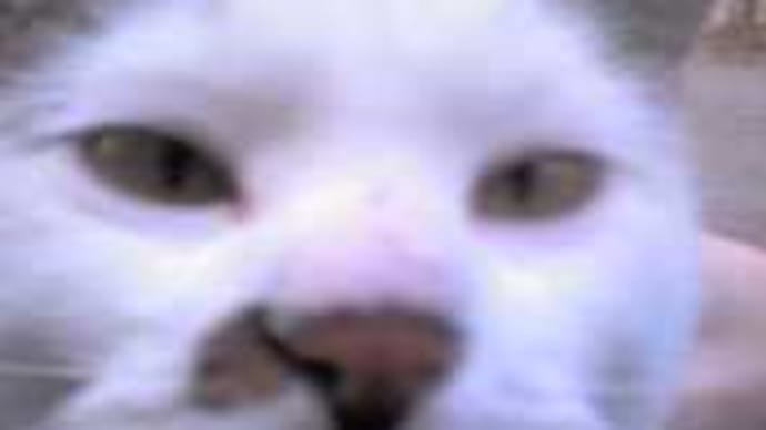 迷い猫③