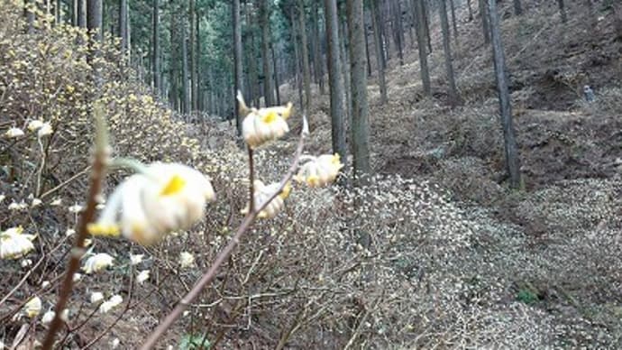 栃木県茂木町のミツマタ群生地~茂木城山公園へ