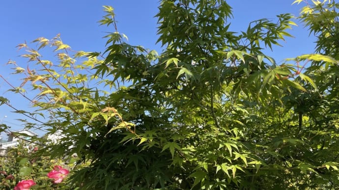 夏休み最後の楽しみ