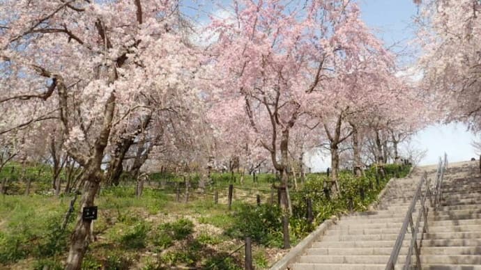 糸桜が満開です。