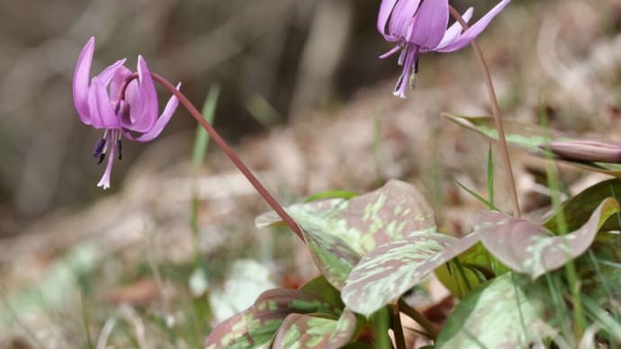 六甲高山植物園で早春の花々を観察（PartⅠ）