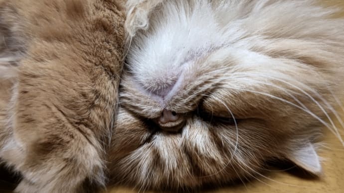 #猫の日