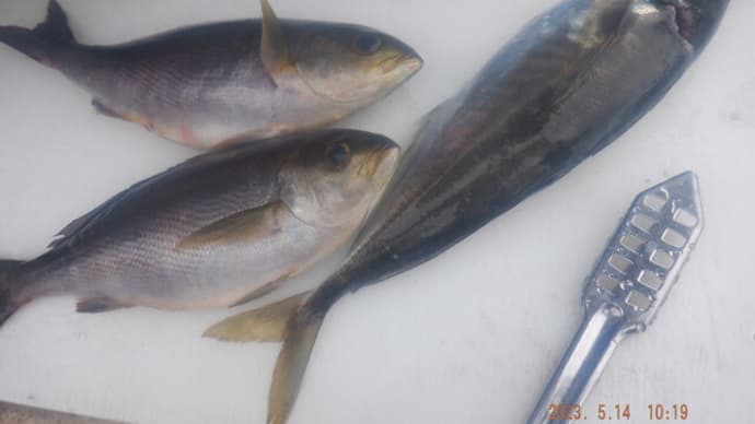 昨日釣魚下処理イサキ・アジ イサキには真子と脂が◎