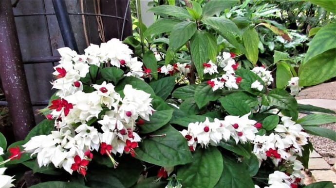 ゲンペイクサギ(源平臭木) の花散歩