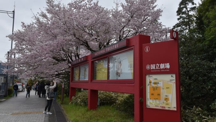 ソメイヨシノ狩り 東京都千代田区 千代田さくら祭り2024:ダイジェスト