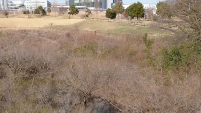 北総花の丘公園のソメイヨシノ🌸