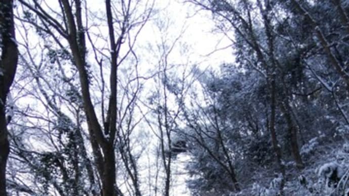 期待して雪の高尾山