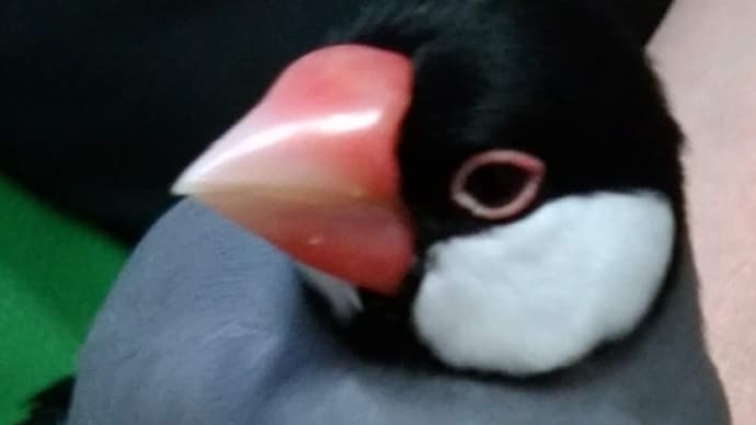 文鳥の梅は機嫌悪い!